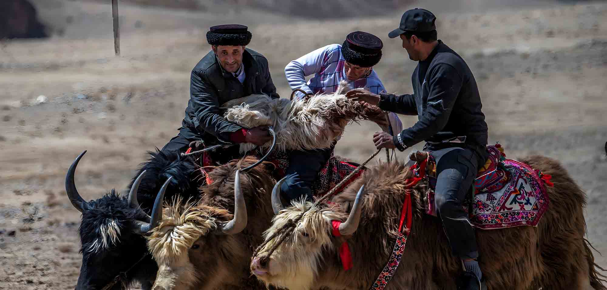 Camel caravan travelling across the desert dunes of the Silk Road